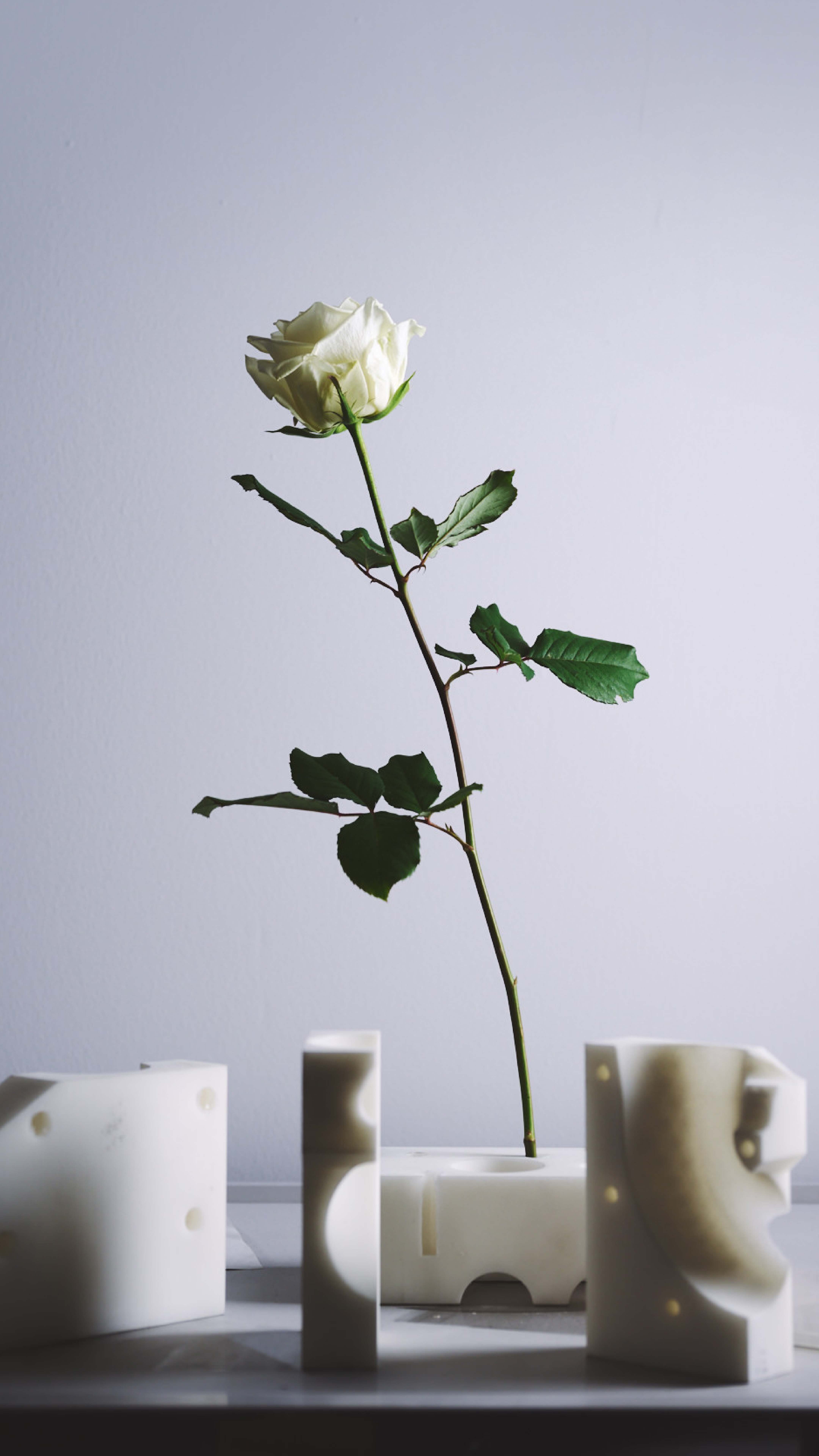 This original rose has been used to inspire the creation of the miniature rose form inside the W16 Mistral “Le Retour du Jeune Prince”. 